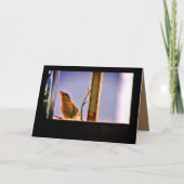 奇妙なフィンチ カード (正面)