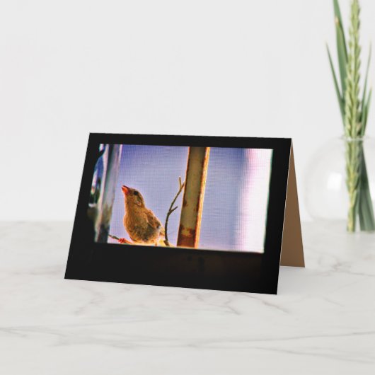 奇妙なフィンチ カード (正面)