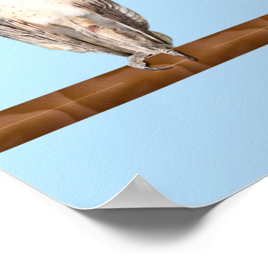 奇妙なフクロウ ポスター (角)