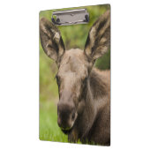 奇妙なムース クリップボード (左)