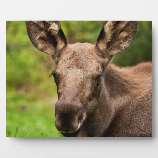 奇妙なムース フォトプラーク (正面)