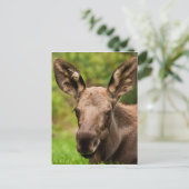 奇妙なムース ポストカード (スタンド正面)