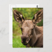 奇妙なムース ポストカード (正面/裏面)
