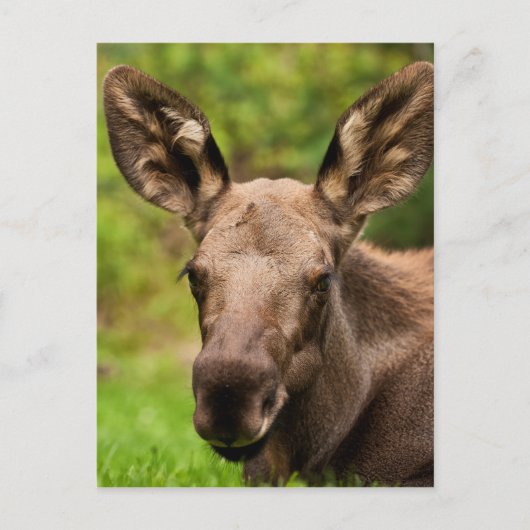 奇妙なムース ポストカード (正面)