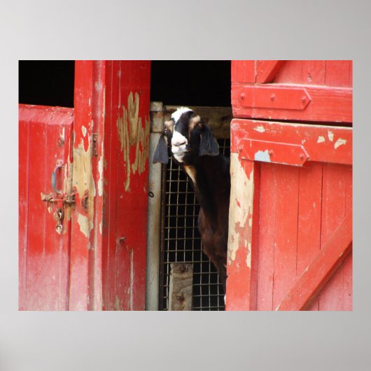 奇妙なヤギのポスター ポスター (正面)