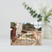 奇妙なヤギ – はがき (スタンド正面)