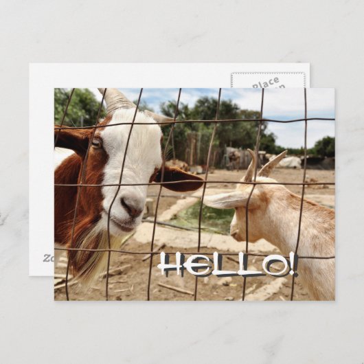 奇妙なヤギ – はがき (正面/裏面)