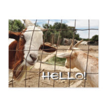 奇妙なヤギ – はがき