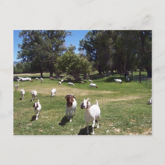 奇妙なヤギ ポストカード (正面)