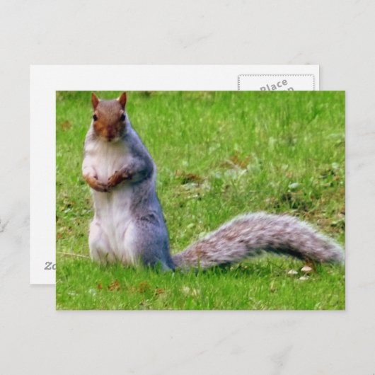 奇妙なリスのはがき ポストカード (正面/裏面)