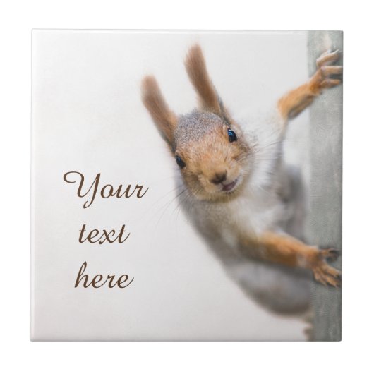 奇妙なリス タイル (正面)