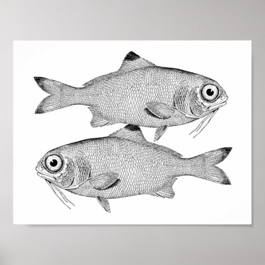 奇妙なヴィンテージ魚のスケッチ ポスター (正面)