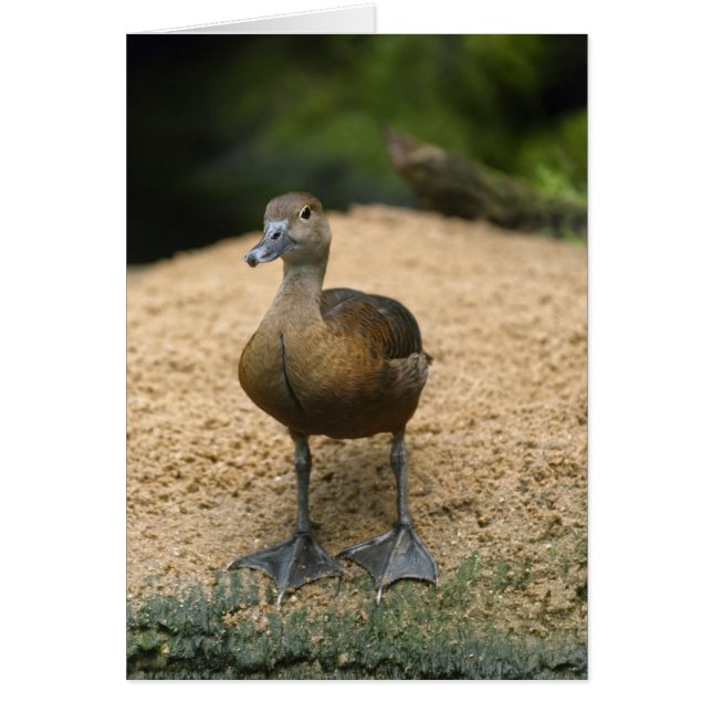 奇妙な小さなアヒル (正面)