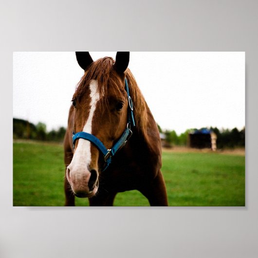 奇妙な栗 ポスター (正面)