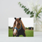 奇妙な栗 ポストカード (スタンド正面)