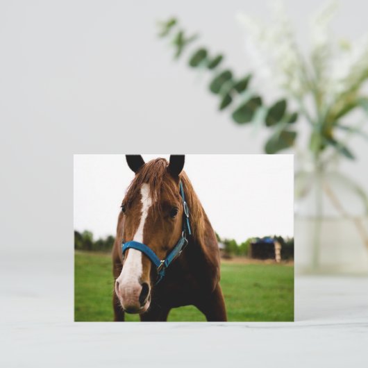 奇妙な栗 ポストカード (スタンド正面)