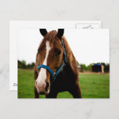 奇妙な栗 ポストカード (正面/裏面)