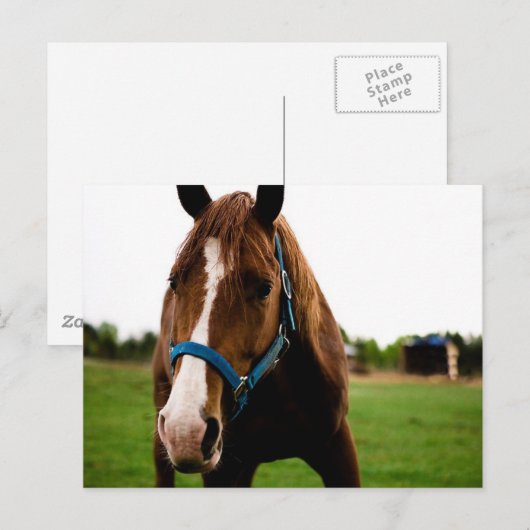 奇妙な栗 ポストカード (正面/裏面)