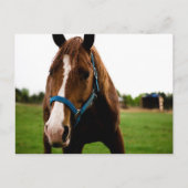 奇妙な栗 ポストカード (正面)