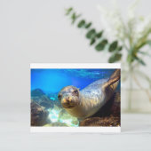奇妙な海獅子水中ガラパゴス楽園 ポストカード (スタンド正面)