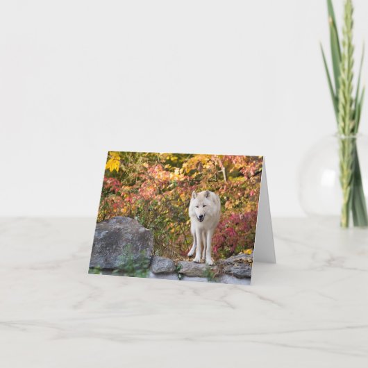 奇妙な灰色の狼 シーズンカード (正面)