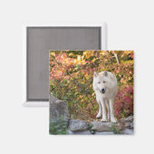 奇妙な灰色の狼 マグネット (正面/裏面)