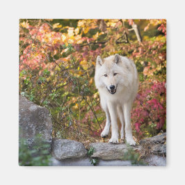 奇妙な灰色の狼 マグネット