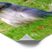 奇妙な灰色リス ポスター (角)