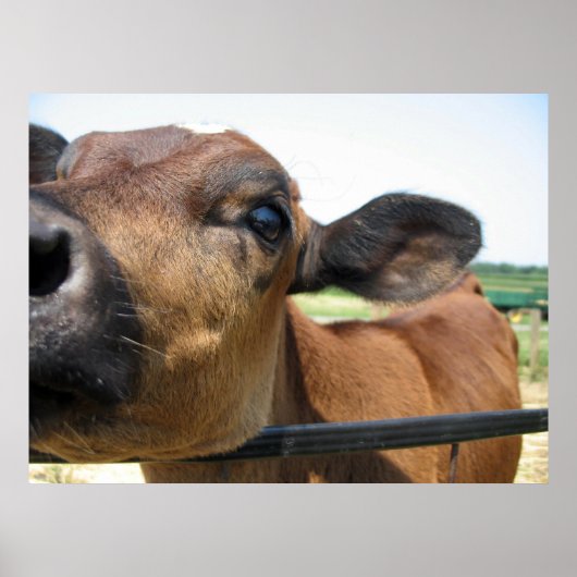 奇妙な牛のポスター ポスター (正面)