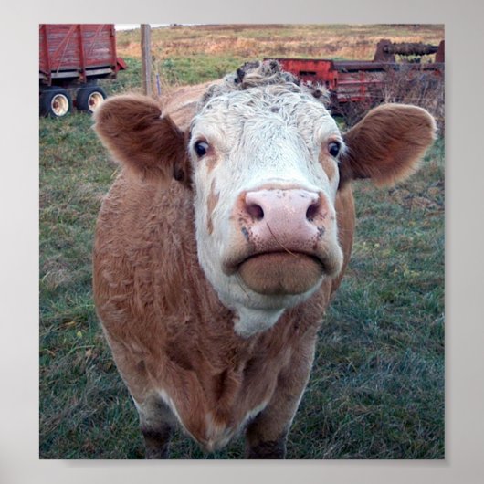 奇妙な牛 ポスター (正面)