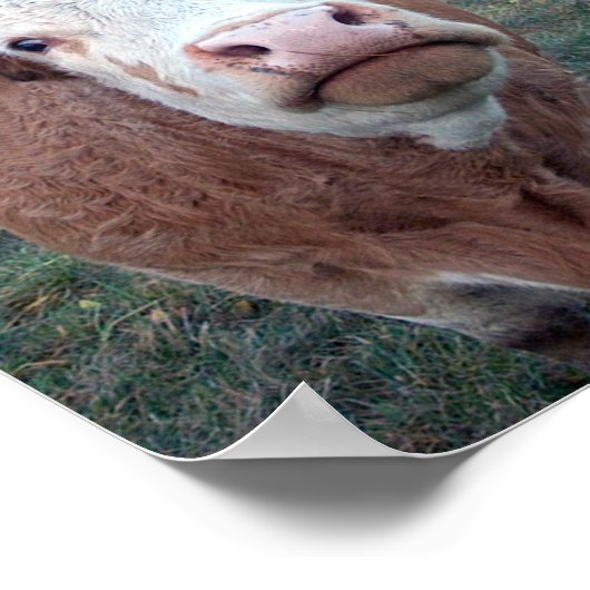 奇妙な牛 ポスター (角)