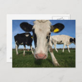 奇妙な牛 ポストカード (正面/裏面)