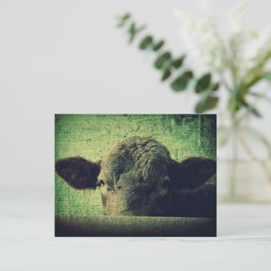 奇妙な牛 ポストカード (スタンド正面)