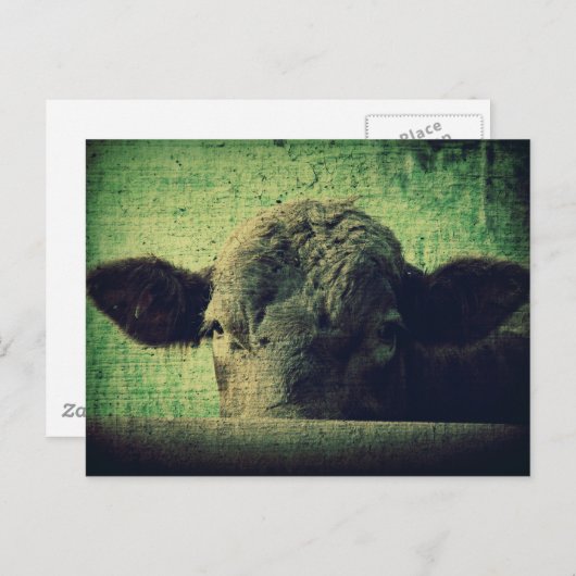 奇妙な牛 ポストカード (正面/裏面)