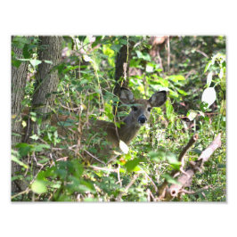 奇妙な白い鹿の写真 フォトプリント           