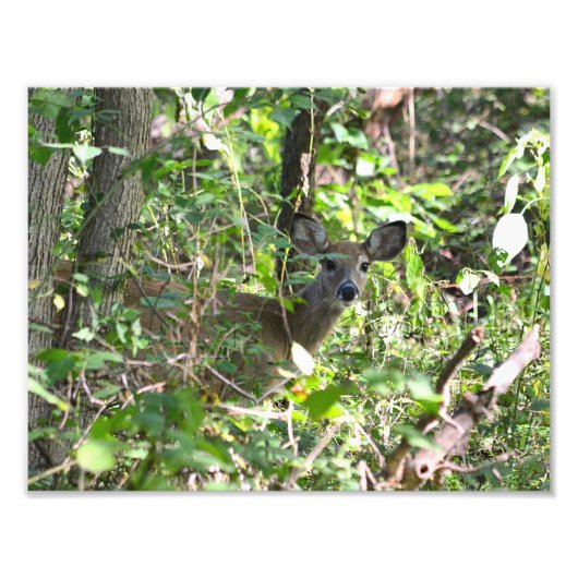 奇妙な白い鹿の写真 フォトプリント            (正面)