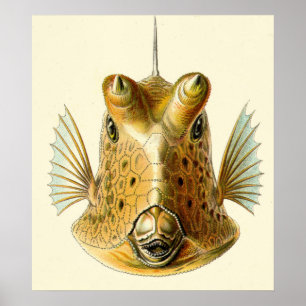 奇妙な角のある魚 ポスター