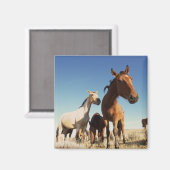 奇妙な馬 マグネット (正面/裏面)