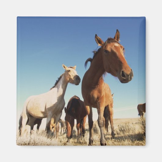 奇妙な馬 マグネット (正面)