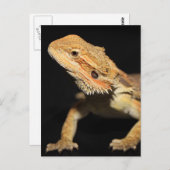 奇妙な髭の竜3 ポストカード (正面/裏面)