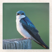 奇妙な鳥 ガラスコースター (正面)