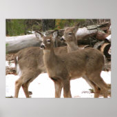 奇妙な鹿 ポスター (正面)