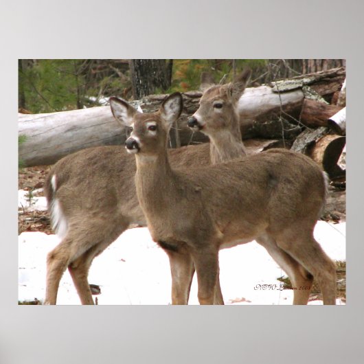 奇妙な鹿 ポスター (正面)