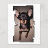 奇数レックスポーペットロス記念カード (裏面)