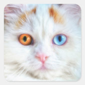 奇目の白いペルシャ猫 スクエアシール (正面)