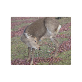 奈良公園2024 メタルプリント