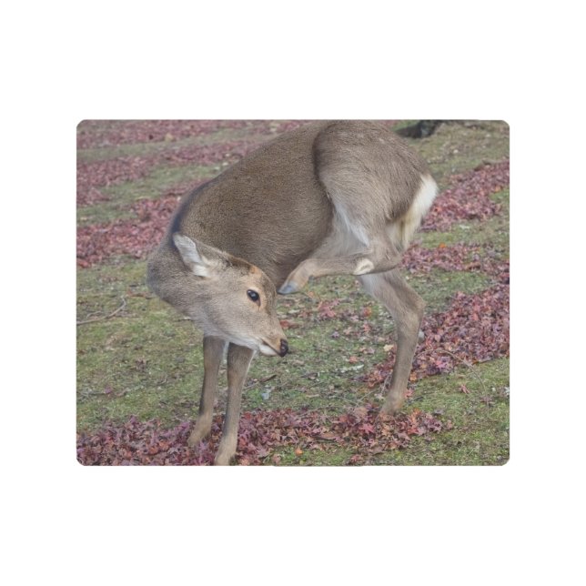 奈良公園2024 メタルプリント (正面)