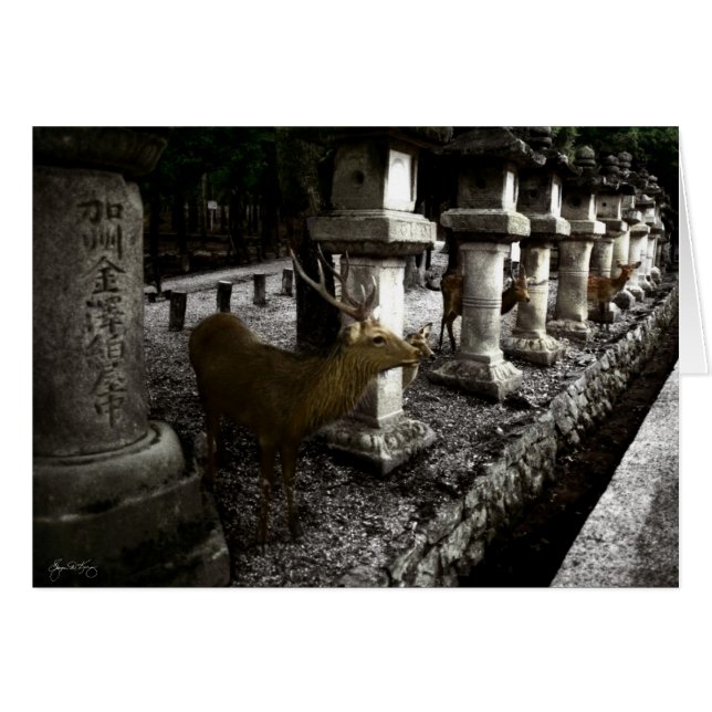 奈良日本の聖鹿 (正面横)