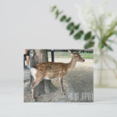 奈良日本の鹿はがき ポストカード (スタンド正面)