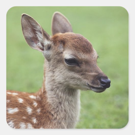 奈良県本州 スクエアシール (正面)